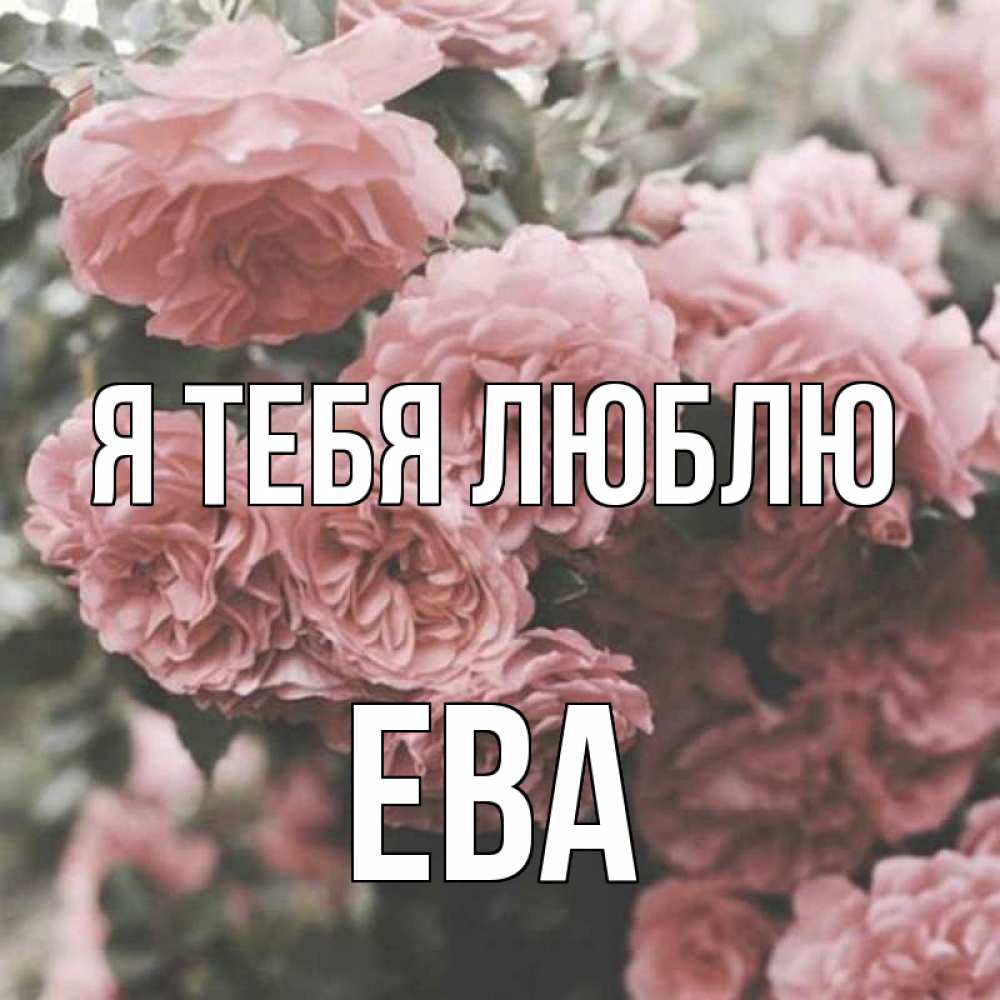 Открытка на каждый день с именем, ева Я тебя люблю розы 3 Прикольная открытка с пожеланием онлайн скачать бесплатно 