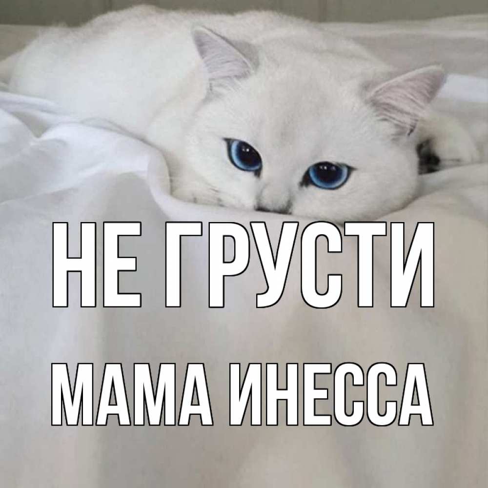 Открытка на каждый день с именем, Мама-Инесса Не грусти белый кот с голубыми глазами на белоснежной кровати Прикольная открытка с пожеланием онлайн скачать бесплатно 