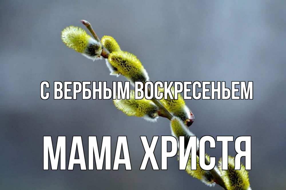 Открытка на каждый день с именем, Мама-Христя С вербным воскресеньем верба Прикольная открытка с пожеланием онлайн скачать бесплатно 