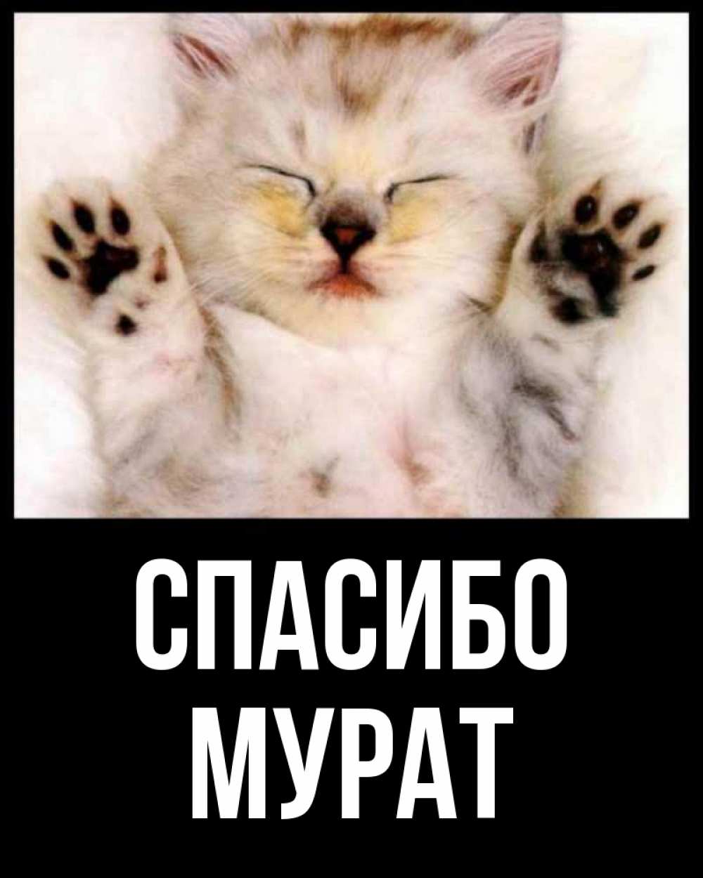 Открытка на каждый день с именем, Мурат Спасибо маленький котенок Прикольная открытка с пожеланием онлайн скачать бесплатно 