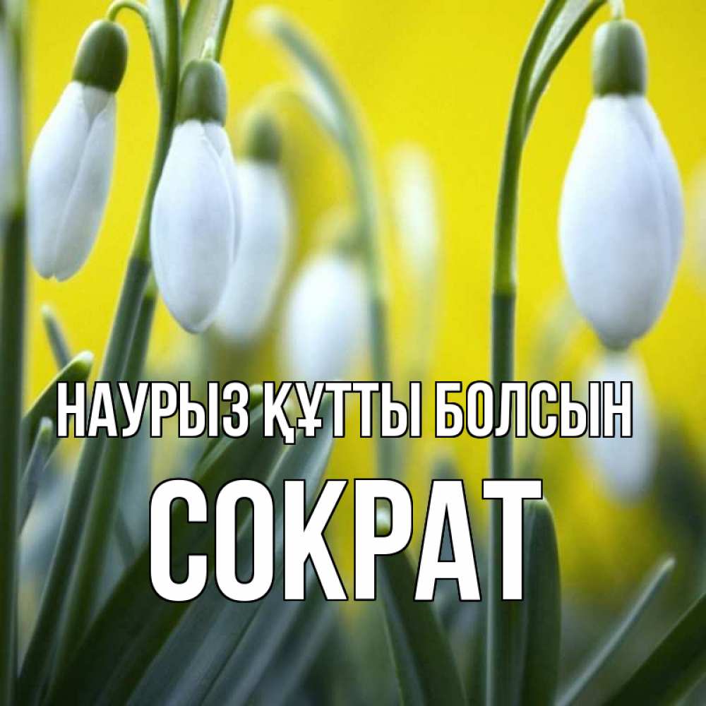 Открытка на каждый день с именем, Сократ Наурыз құтты болсын весенние цветы Прикольная открытка с пожеланием онлайн скачать бесплатно 