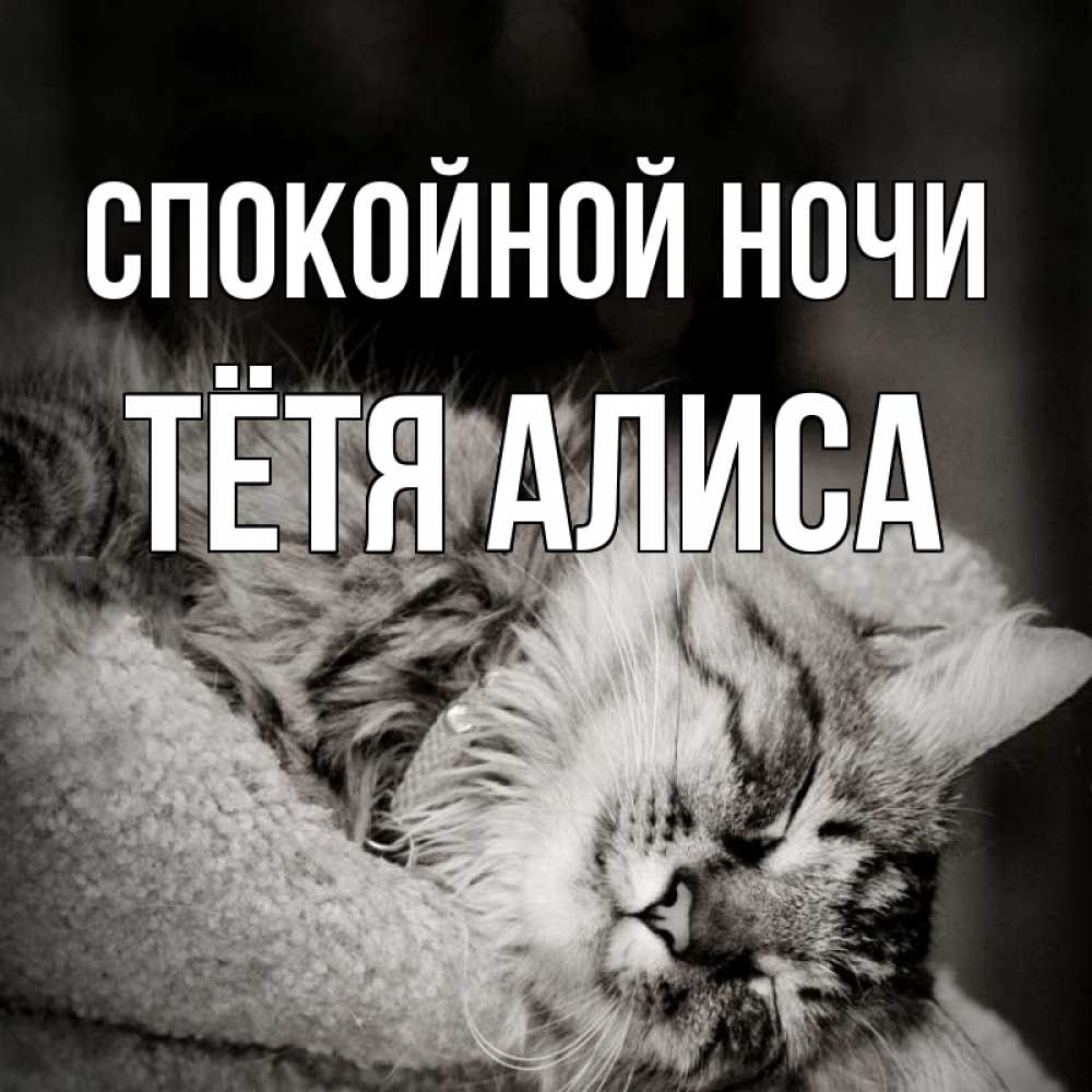 Открытка на каждый день с именем, Тётя-Алиса Спокойной ночи котярик пушистый Прикольная открытка с пожеланием онлайн скачать бесплатно 