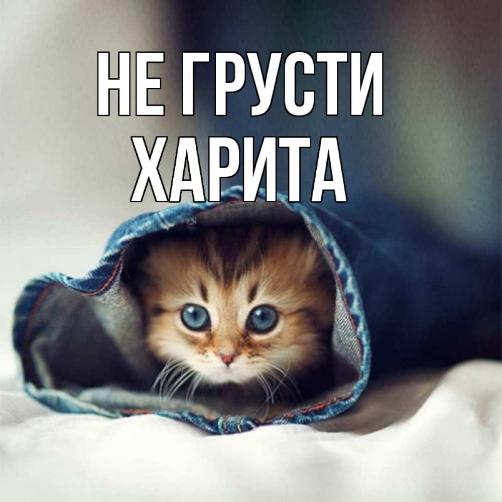 Открытка на каждый день с именем, Харита Не грусти рыжик котик Прикольная открытка с пожеланием онлайн скачать бесплатно 