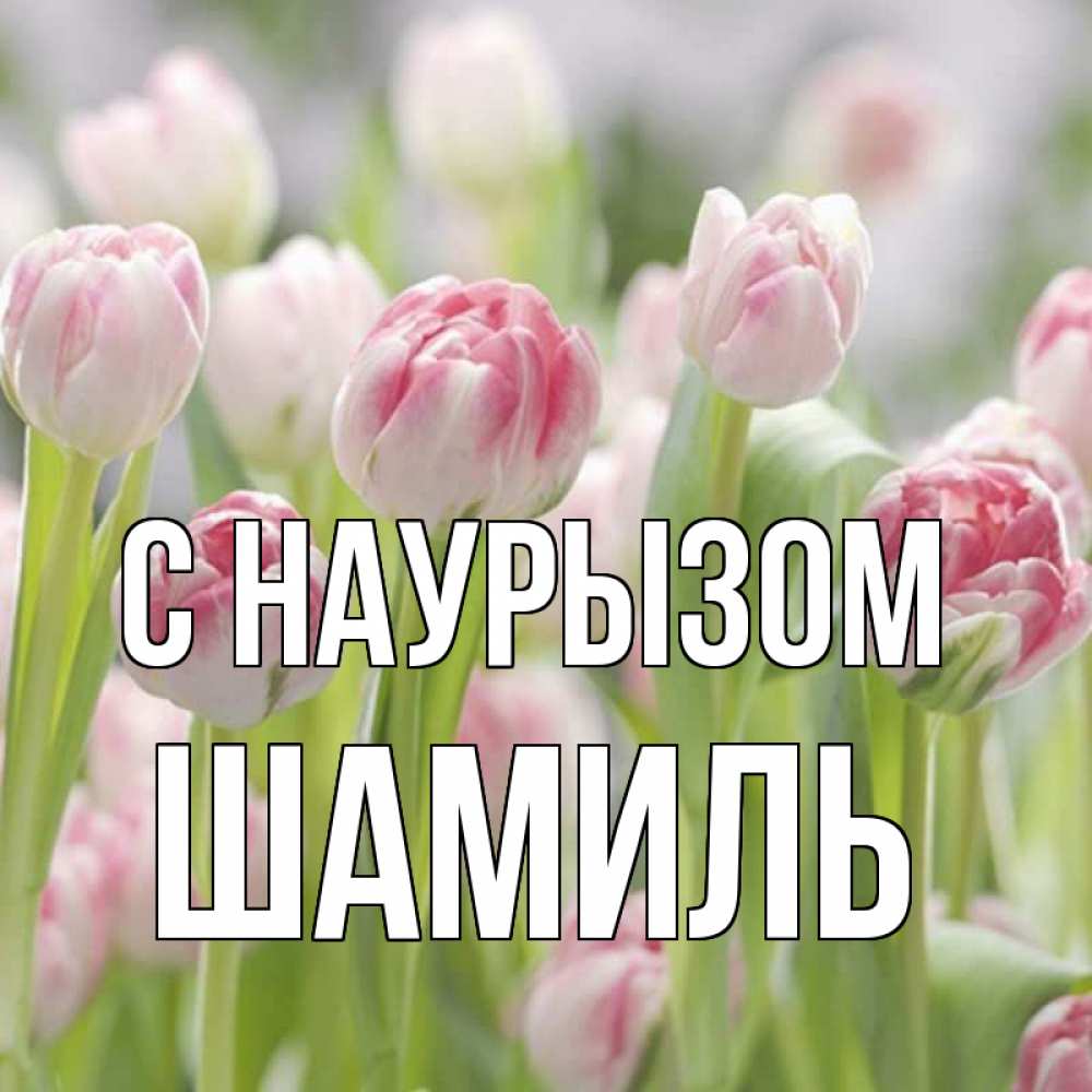 Открытка на каждый день с именем, Шамиль С наурызом цветы Прикольная открытка с пожеланием онлайн скачать бесплатно 