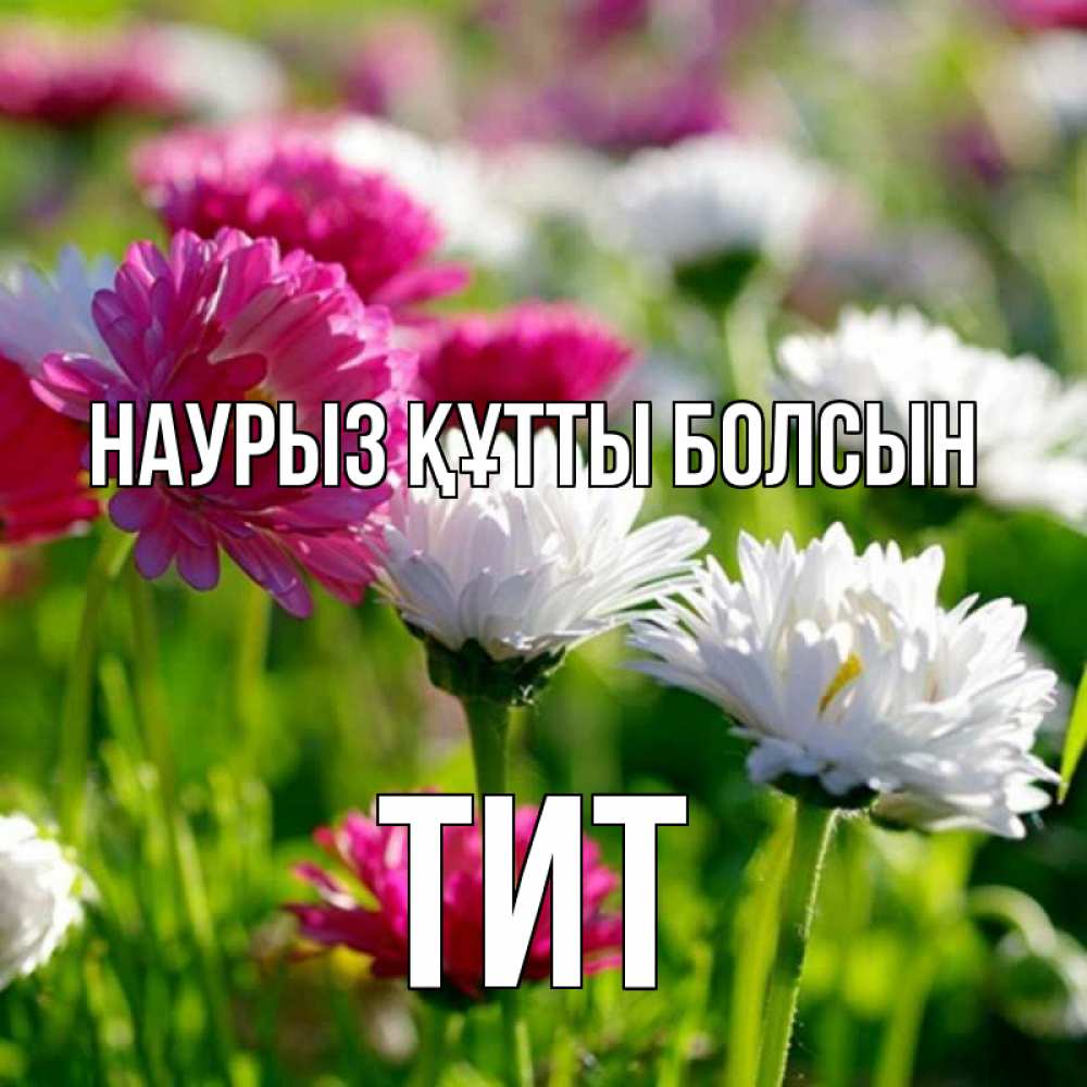 Открытка на каждый день с именем, Тит Наурыз құтты болсын наурыз Прикольная открытка с пожеланием онлайн скачать бесплатно 