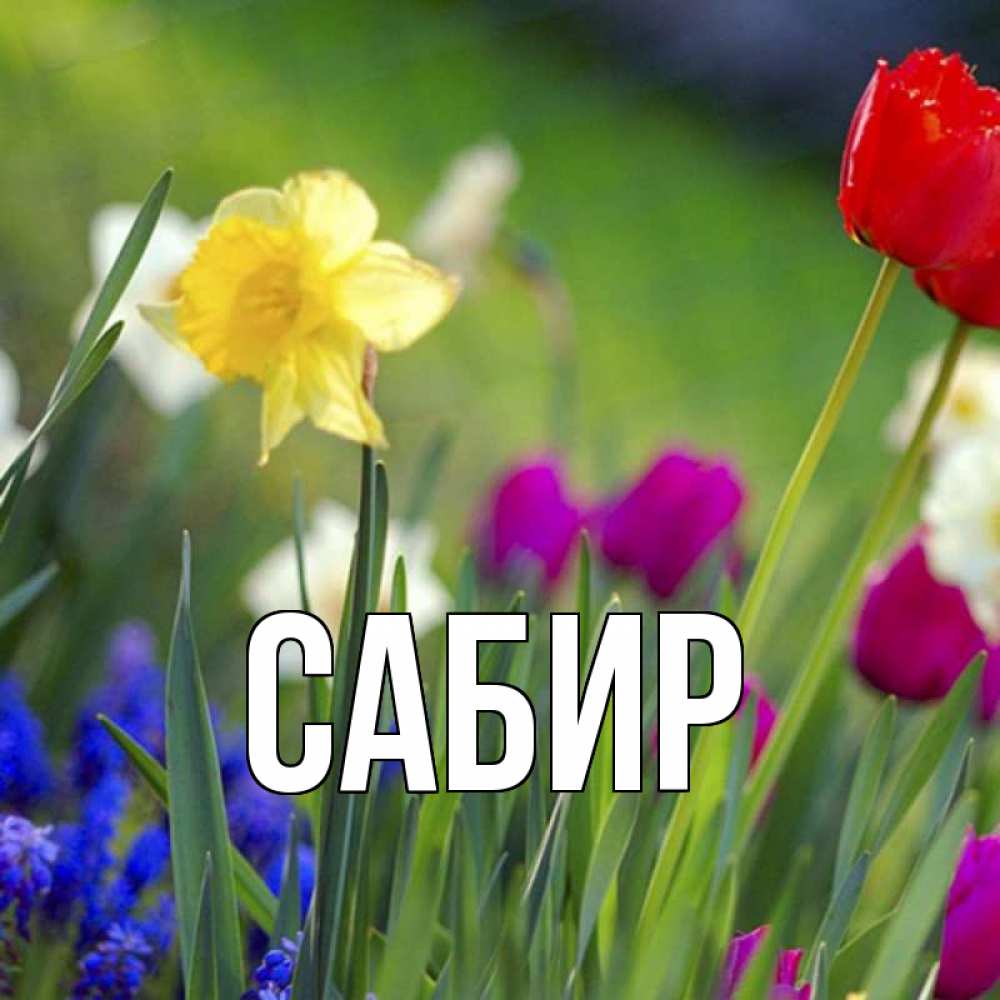 Открытка на каждый день с именем, Сабир Главная наурыз  3 открытки Прикольная открытка с пожеланием онлайн скачать бесплатно 
