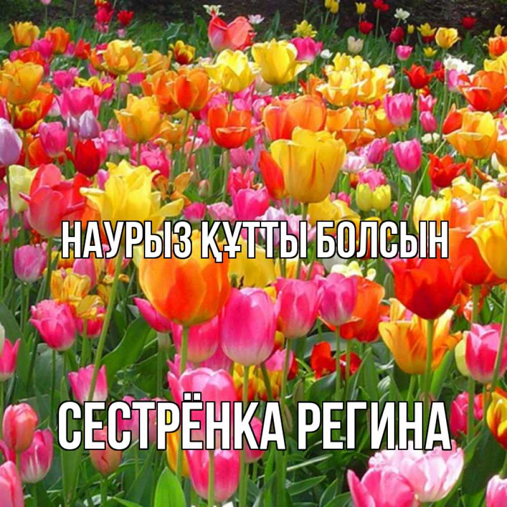 Открытка на каждый день с именем, Сестрёнка-Регина Наурыз құтты болсын на наурыз  ура ура Прикольная открытка с пожеланием онлайн скачать бесплатно 