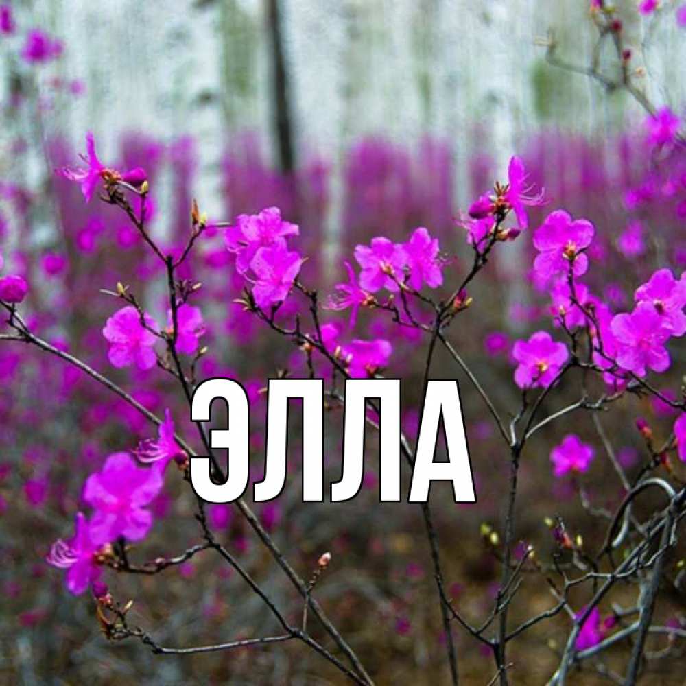 Открытка на каждый день с именем, Элла Главная дикие цветы Прикольная открытка с пожеланием онлайн скачать бесплатно 