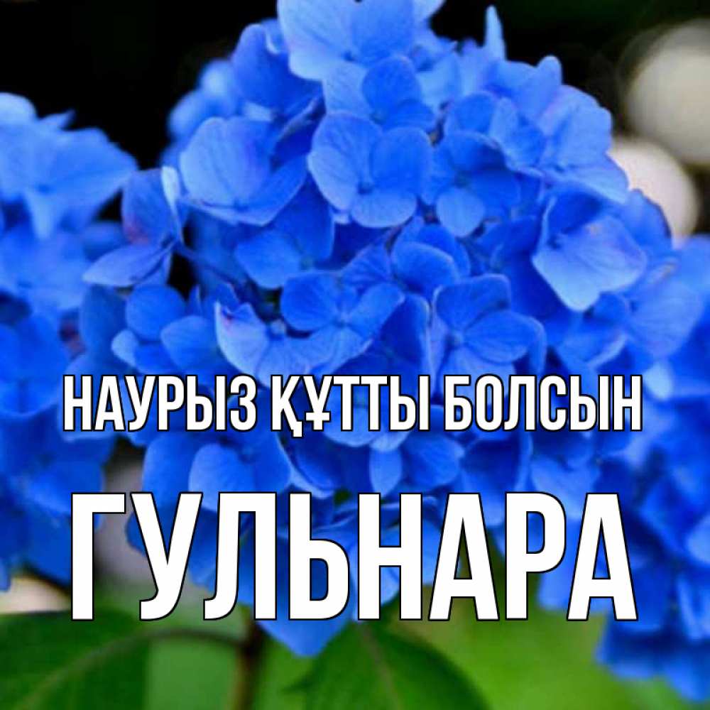 Открытка на каждый день с именем, Гульнара Наурыз құтты болсын синие цветы Прикольная открытка с пожеланием онлайн скачать бесплатно 