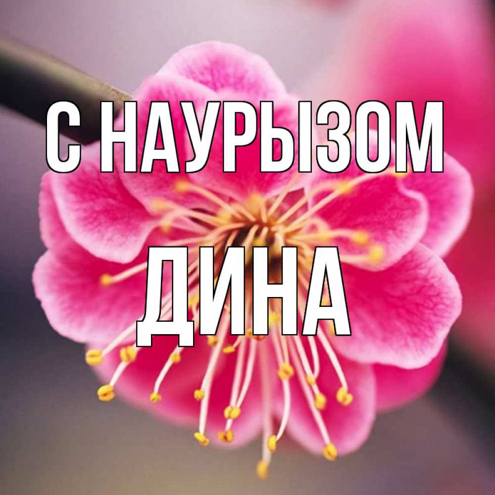 Открытка на каждый день с именем, Дина С наурызом цветы Прикольная открытка с пожеланием онлайн скачать бесплатно 
