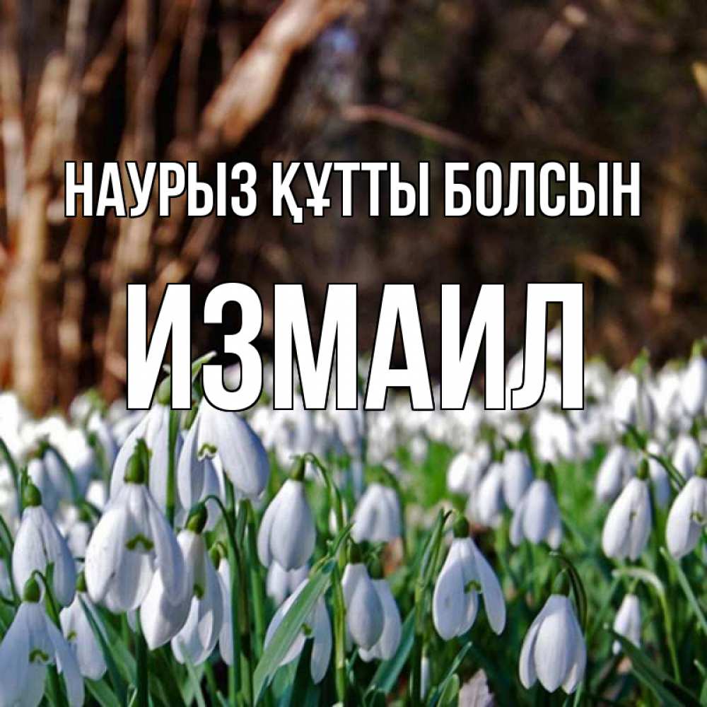 Открытка на каждый день с именем, Измаил Наурыз құтты болсын с подснежниками 1 Прикольная открытка с пожеланием онлайн скачать бесплатно 