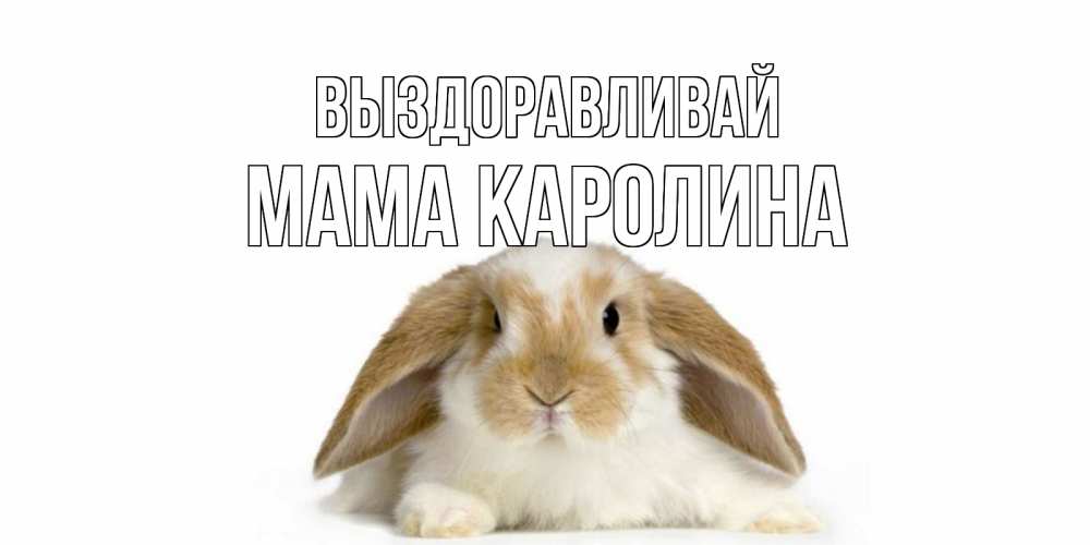 Открытка на каждый день с именем, Мама-Каролина Выздоравливай вислоухий кролик белого и коричневого цвета Прикольная открытка с пожеланием онлайн скачать бесплатно 