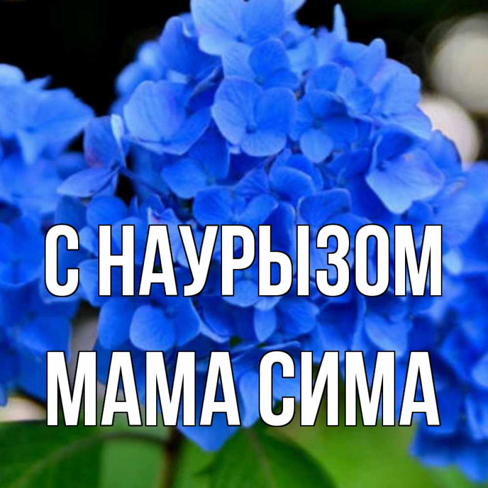 Открытка на каждый день с именем, Мама-Сима С наурызом синие цветы Прикольная открытка с пожеланием онлайн скачать бесплатно 