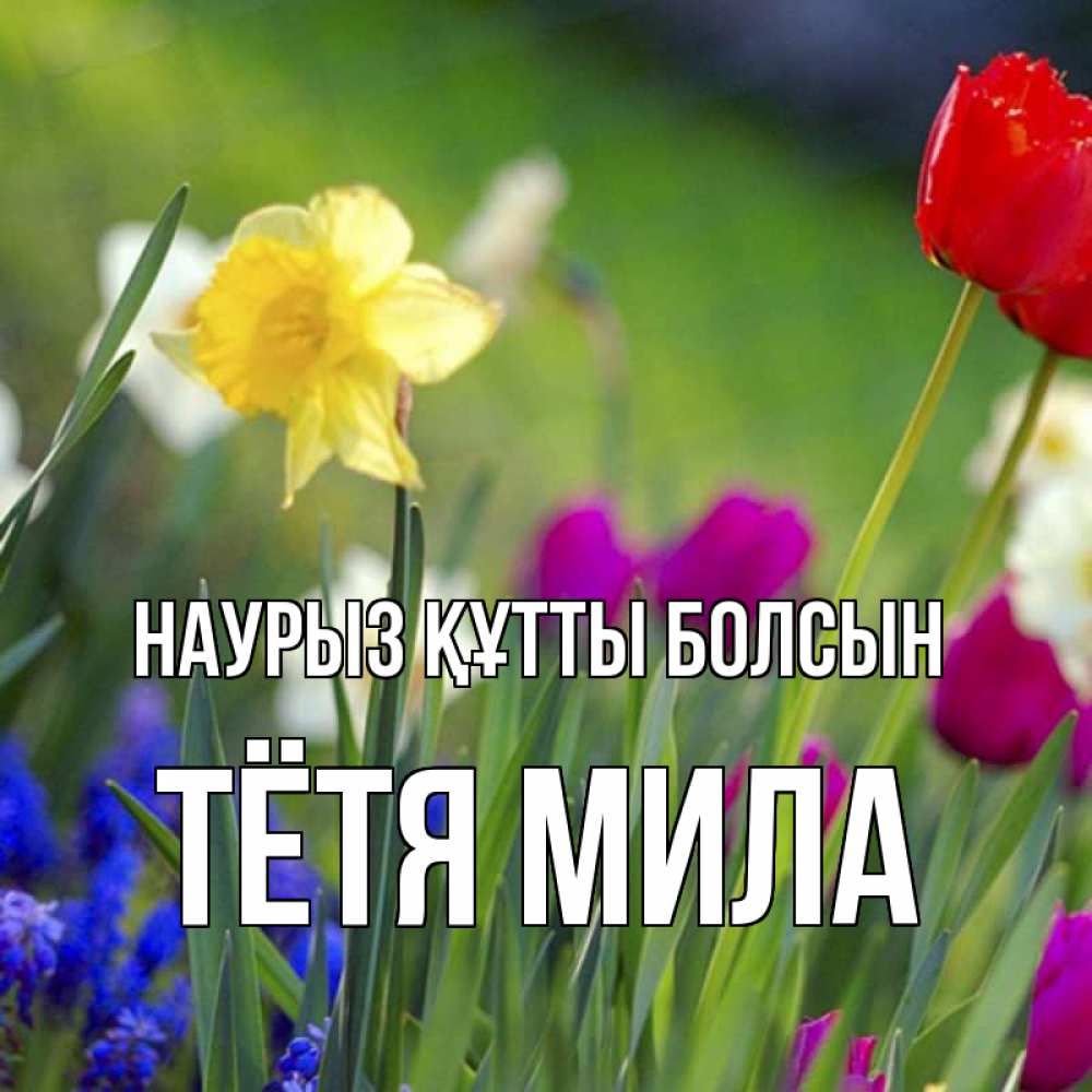 Открытка на каждый день с именем, Тётя-Мила Наурыз құтты болсын наурыз  3 открытки Прикольная открытка с пожеланием онлайн скачать бесплатно 