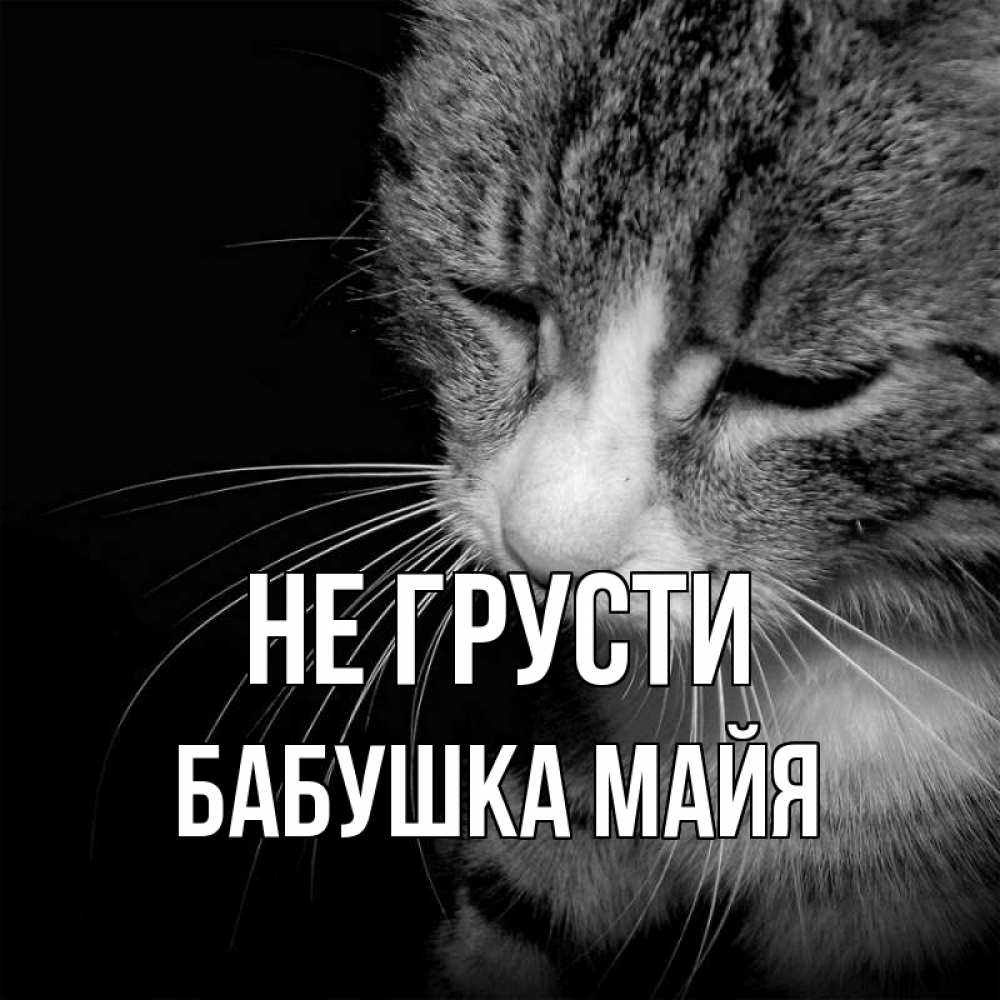 Открытка на каждый день с именем, Бабушка-Майя Не грусти грустный котик Прикольная открытка с пожеланием онлайн скачать бесплатно 