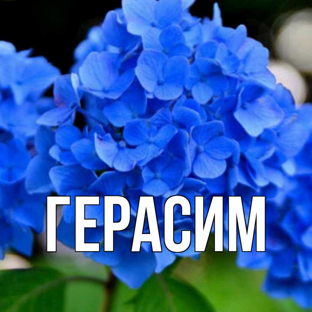 Открытка на каждый день с именем, Герасим Главная синие цветы Прикольная открытка с пожеланием онлайн скачать бесплатно 