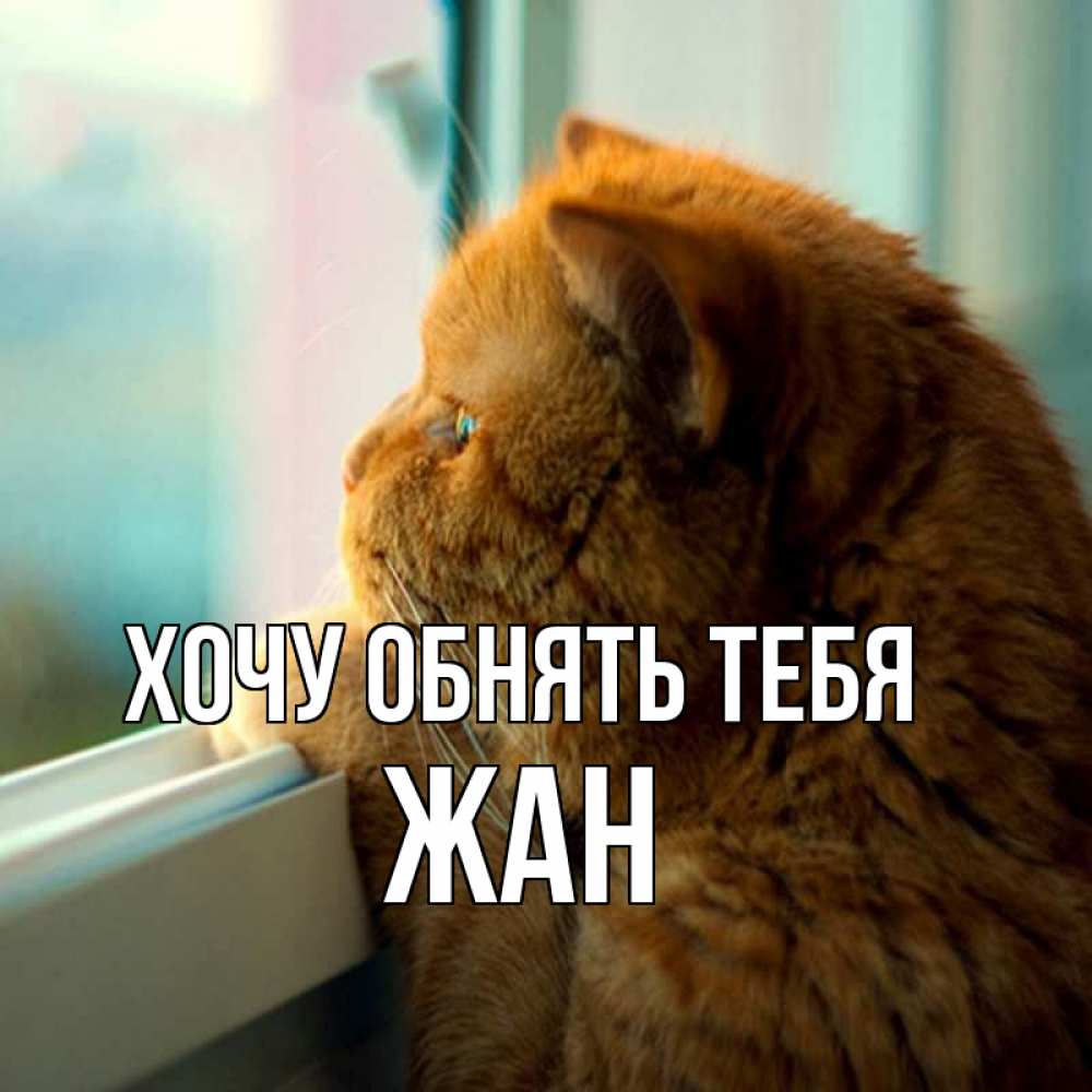 Открытка на каждый день с именем, Жан Хочу обнять тебя большой огромный рыжий котяра Прикольная открытка с пожеланием онлайн скачать бесплатно 