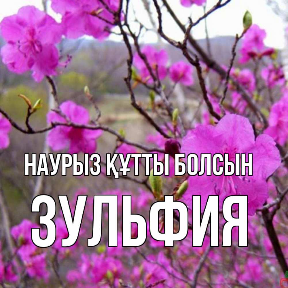 Открытка на каждый день с именем, Зульфия Наурыз құтты болсын наурыз мейрамы кутты болсын Прикольная открытка с пожеланием онлайн скачать бесплатно 