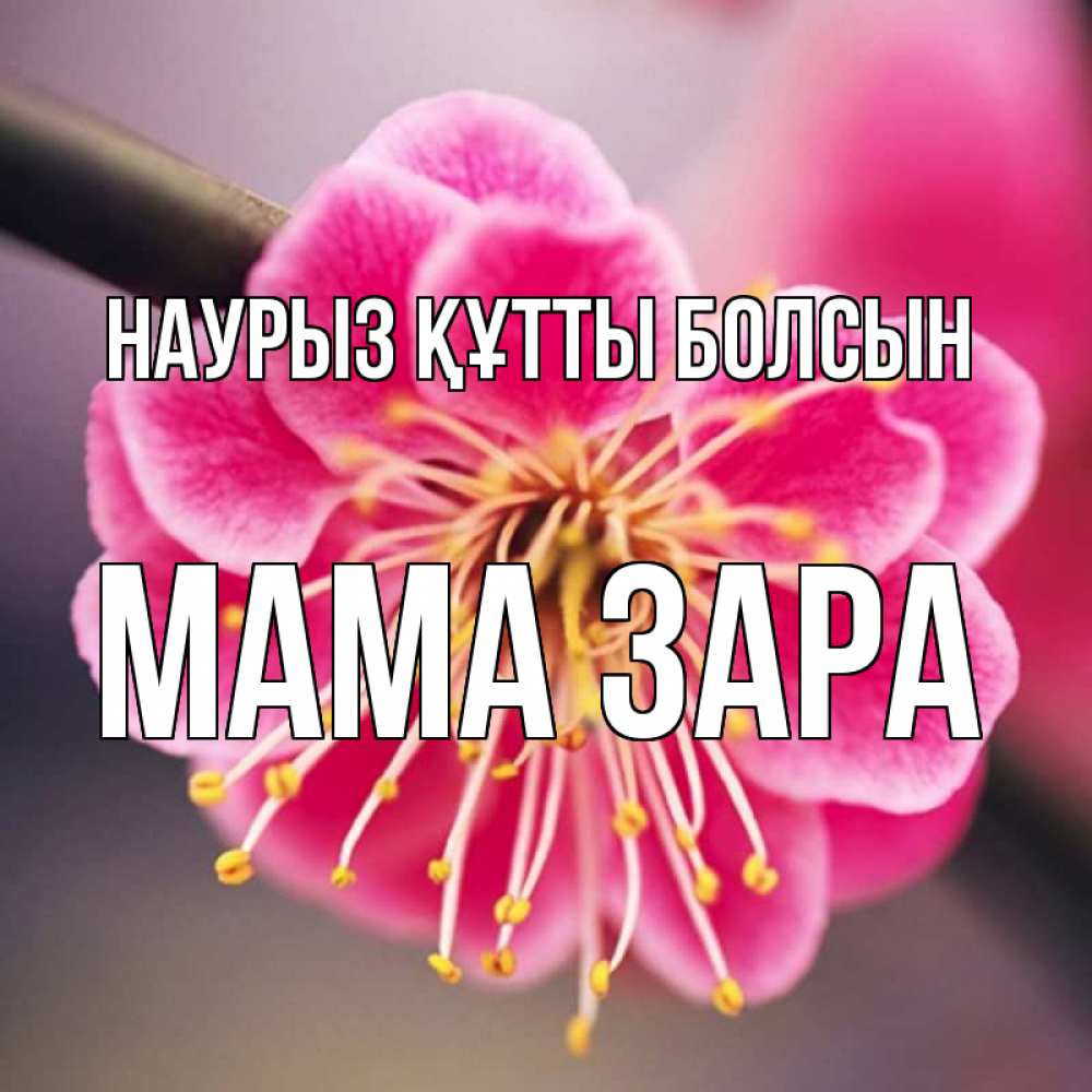 Открытка на каждый день с именем, Мама-Зара Наурыз құтты болсын цветы Прикольная открытка с пожеланием онлайн скачать бесплатно 