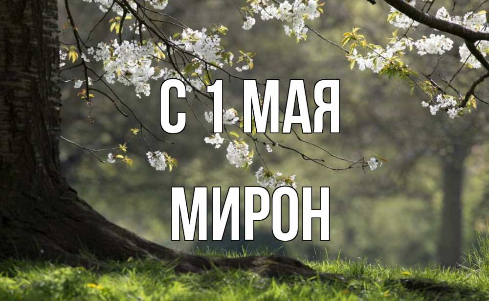 Открытка на каждый день с именем, Мирон С 1 мая С 1 мая Прикольная открытка с пожеланием онлайн скачать бесплатно 