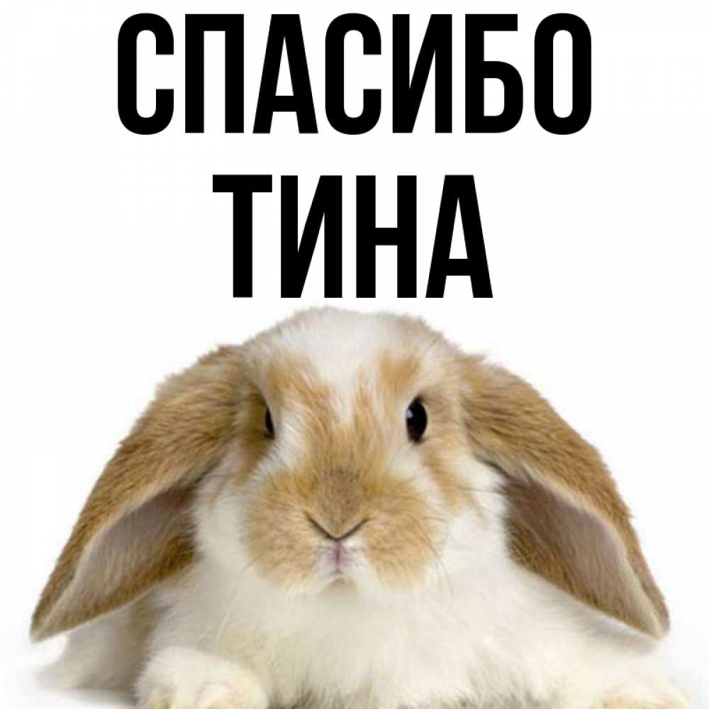 Открытка на каждый день с именем, Тина Спасибо коричнево белый заяц Прикольная открытка с пожеланием онлайн скачать бесплатно 