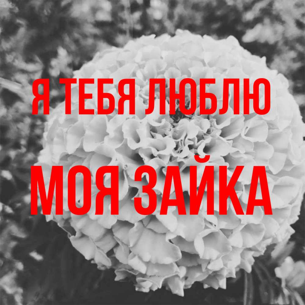 Открытка на каждый день с именем, моя-зайка Я тебя люблю подпись Прикольная открытка с пожеланием онлайн скачать бесплатно 