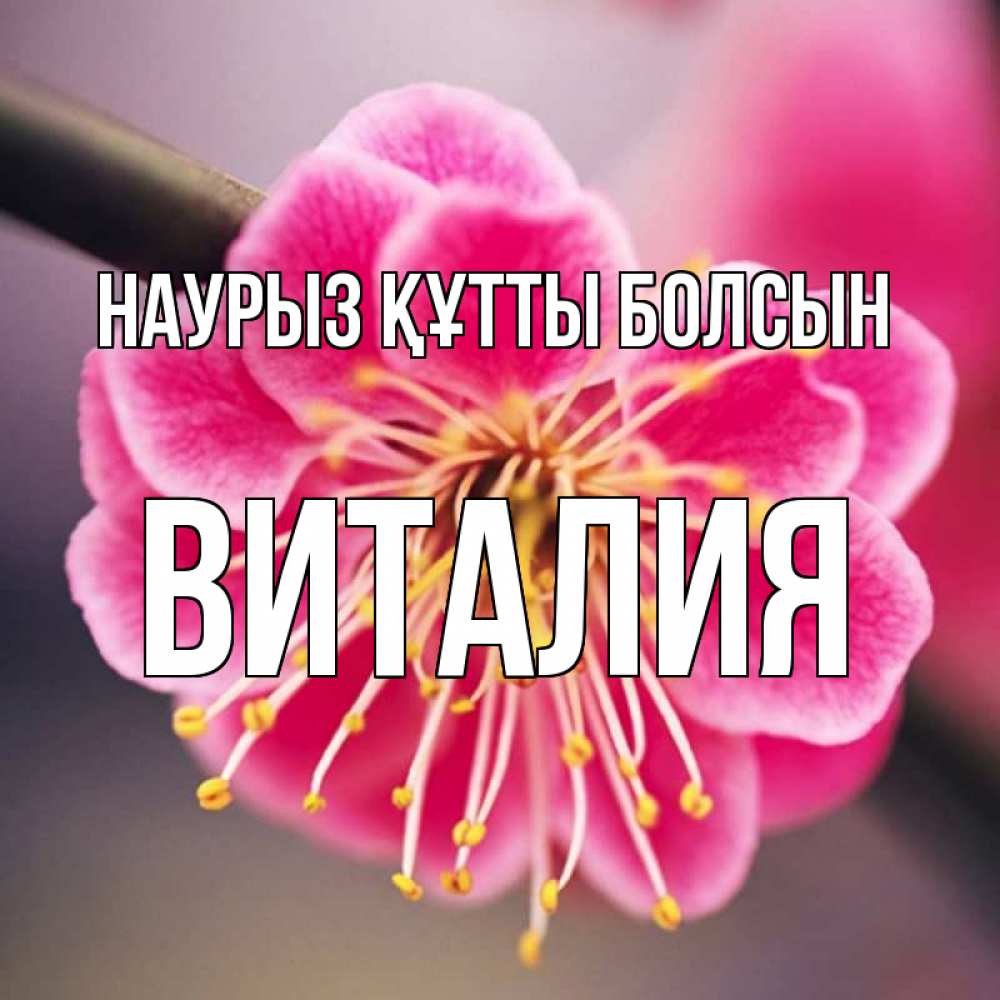 Открытка на каждый день с именем, Виталия Наурыз құтты болсын цветы Прикольная открытка с пожеланием онлайн скачать бесплатно 