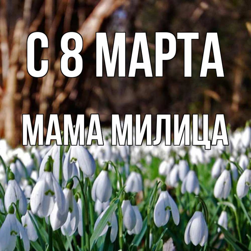 Открытка на каждый день с именем, Мама-Милица С 8 марта с подснежниками 1 Прикольная открытка с пожеланием онлайн скачать бесплатно 