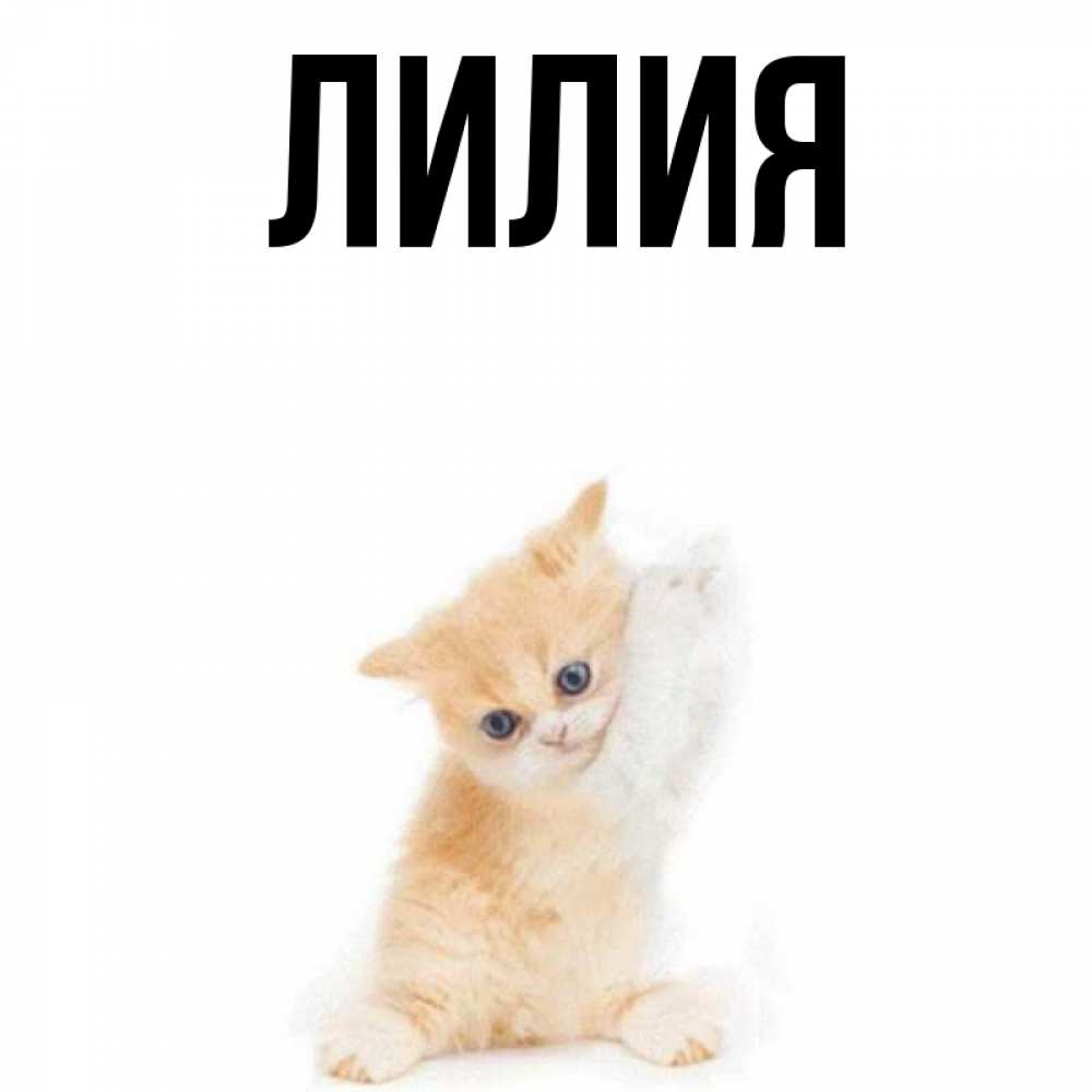 Открытки лилия именем, телефон