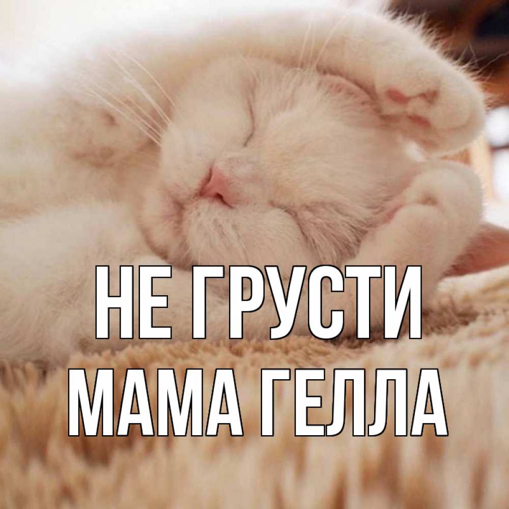 Открытка на каждый день с именем, Мама-Гелла Не грусти белый кот Прикольная открытка с пожеланием онлайн скачать бесплатно 