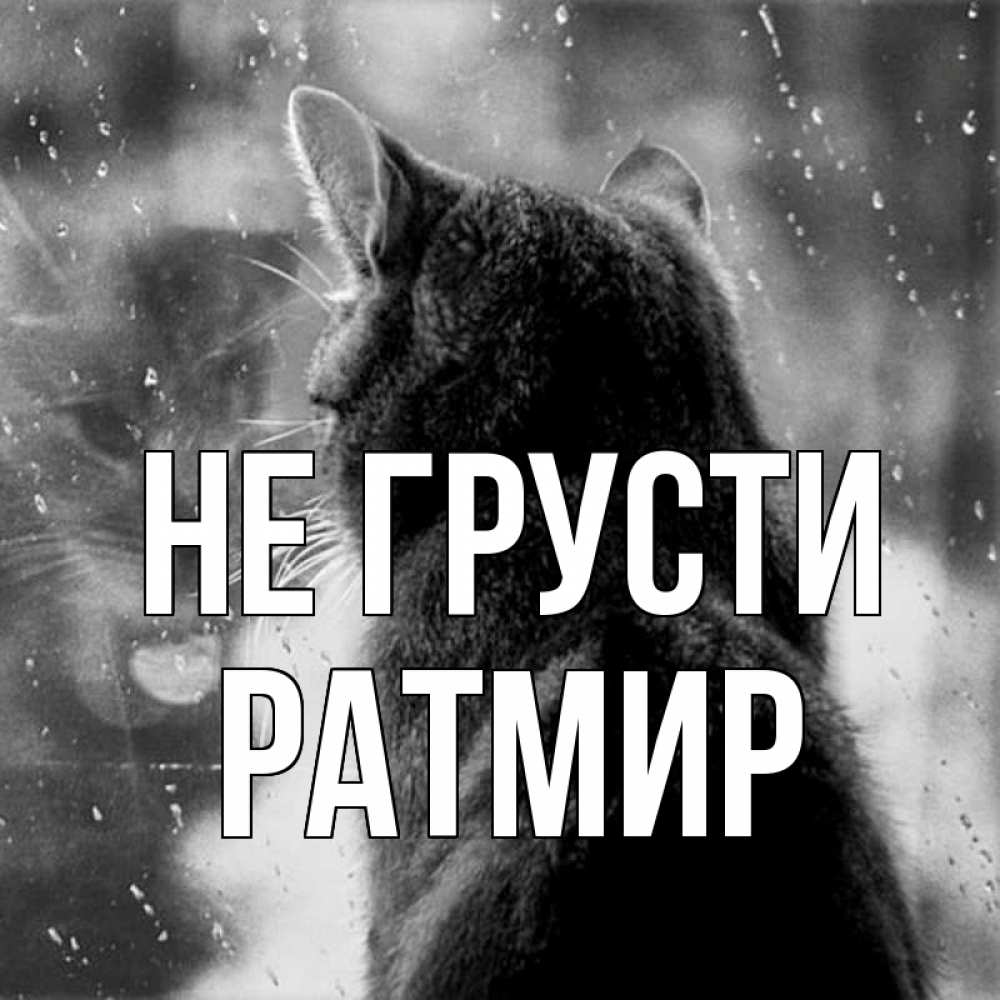 Открытка на каждый день с именем, Ратмир Не грусти отражение кота 1 Прикольная открытка с пожеланием онлайн скачать бесплатно 