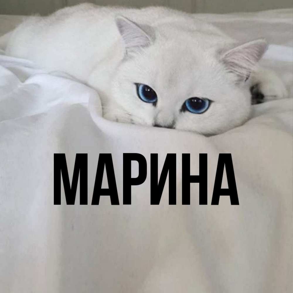 Открытка на каждый день с именем, Марина Главная Голубоглазая кошка Прикольная открытка с пожеланием онлайн скачать бесплатно 