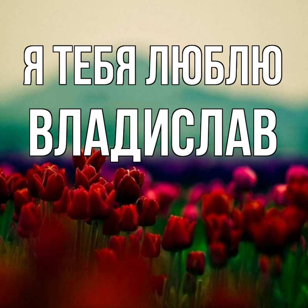 Открытка на каждый день с именем, Владислав Я тебя люблю тюльпаны 4 Прикольная открытка с пожеланием онлайн скачать бесплатно 