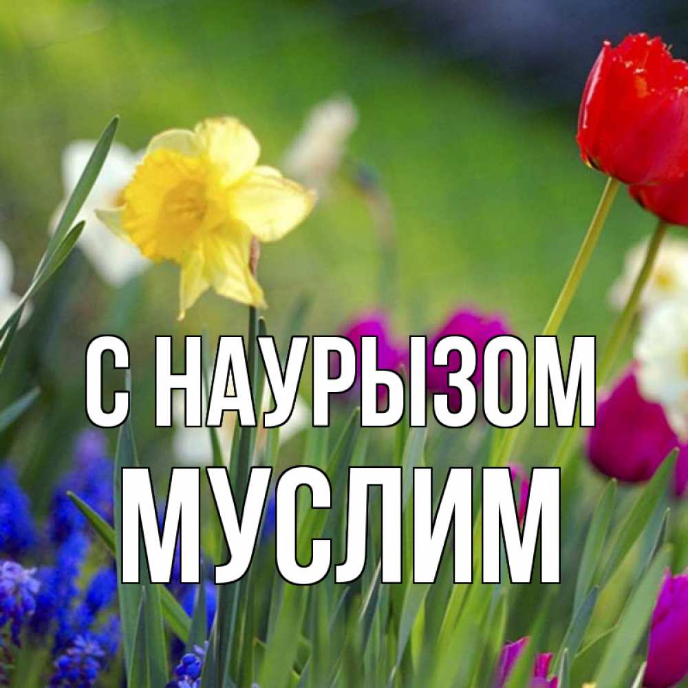 Открытка на каждый день с именем, Муслим С наурызом праздник весны наурыз 3 Прикольная открытка с пожеланием онлайн скачать бесплатно 