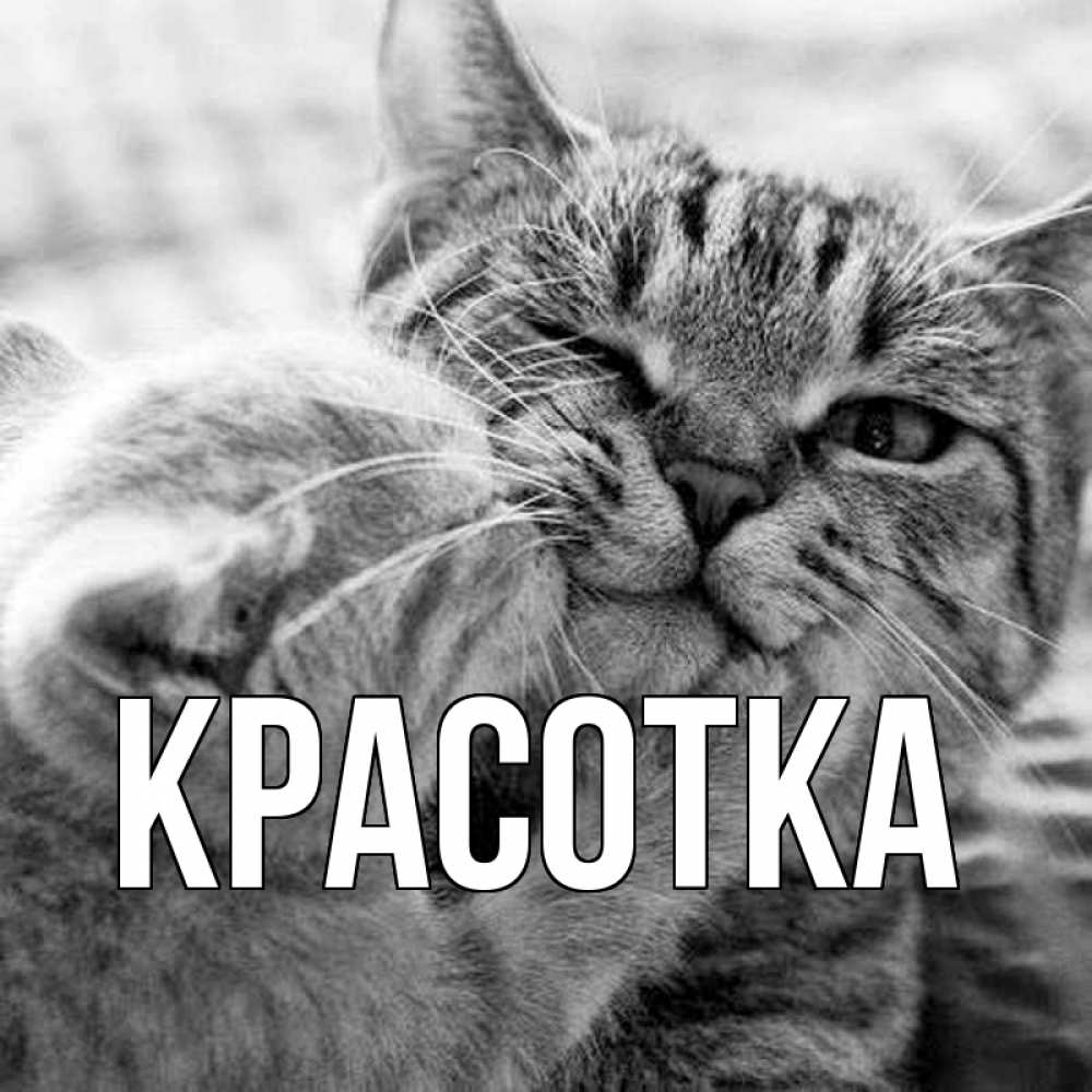 Открытка на каждый день с именем, красотка Главная коты Прикольная открытка с пожеланием онлайн скачать бесплатно 