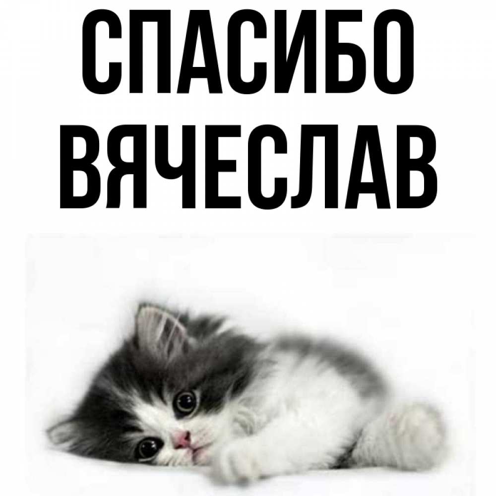 Открытка на каждый день с именем, Вячеслав Спасибо черный и белый кот Прикольная открытка с пожеланием онлайн скачать бесплатно 