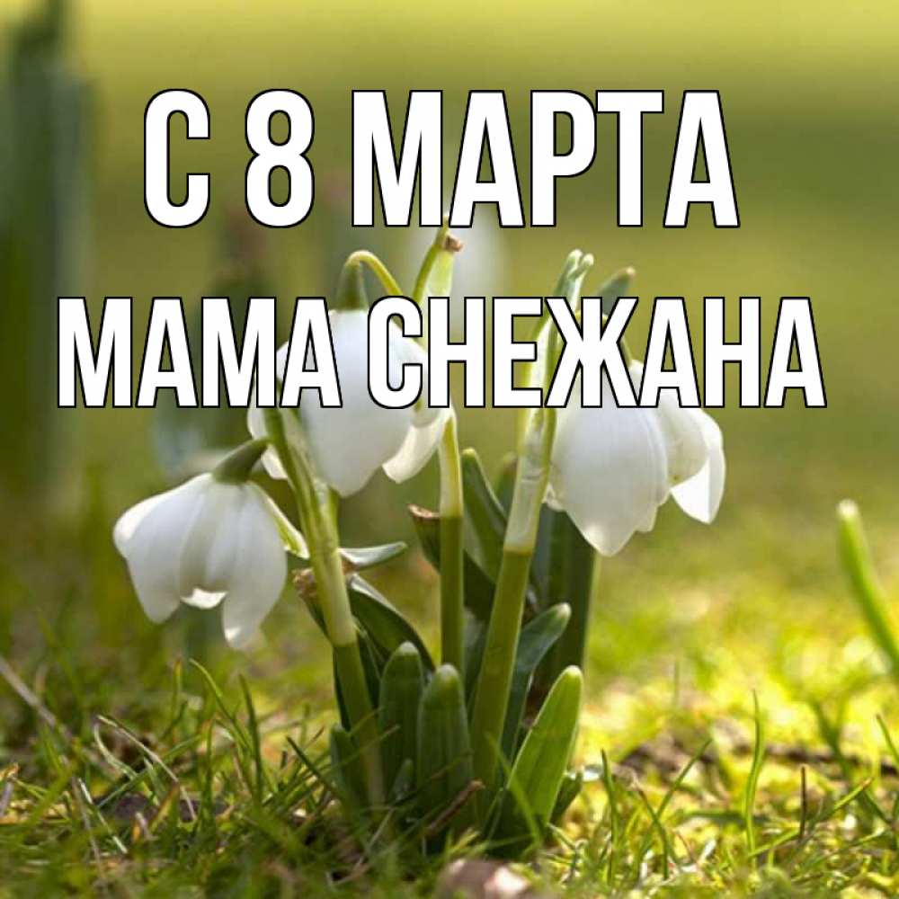 Открытка на каждый день с именем, Мама-Снежана С 8 МАРТА ранние цветы 2 Прикольная открытка с пожеланием онлайн скачать бесплатно 