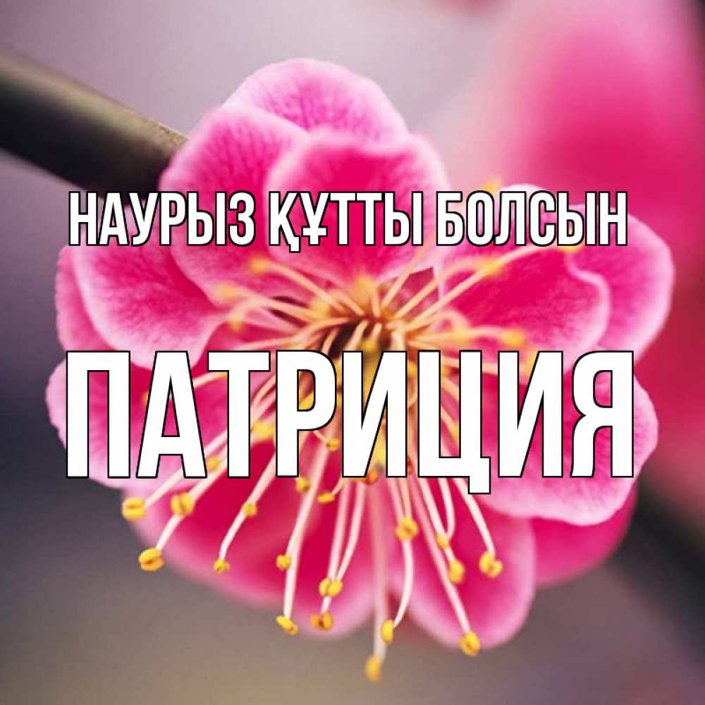 Открытка на каждый день с именем, Патриция Наурыз құтты болсын цветы Прикольная открытка с пожеланием онлайн скачать бесплатно 