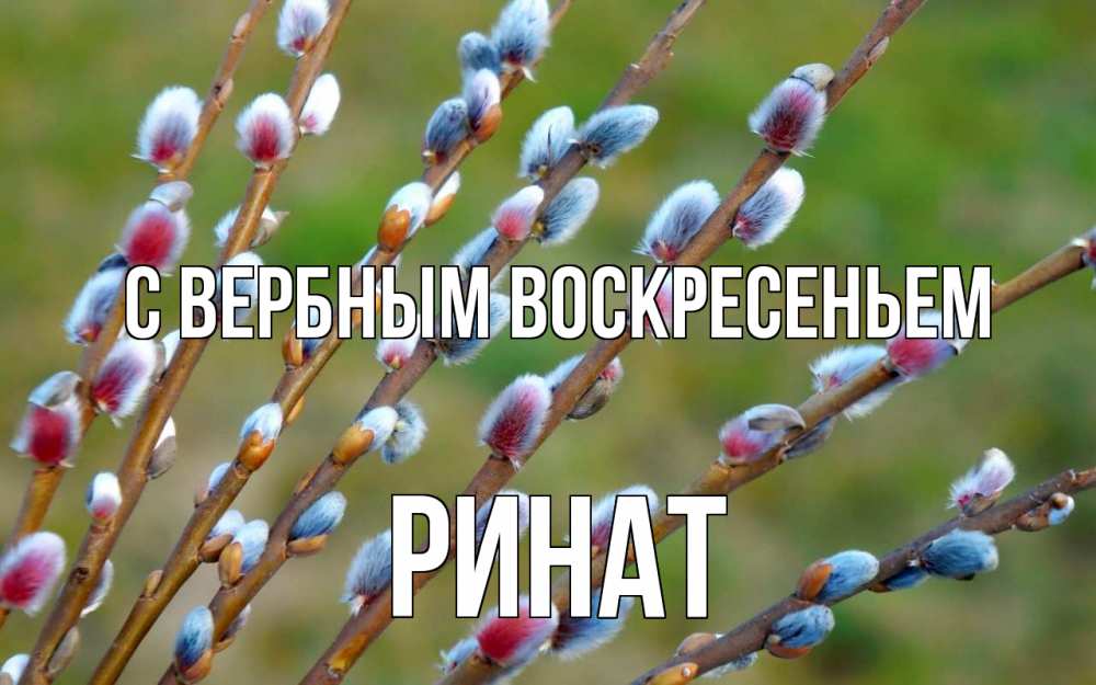 Открытка на каждый день с именем, Ринат С вербным воскресеньем верба Прикольная открытка с пожеланием онлайн скачать бесплатно 