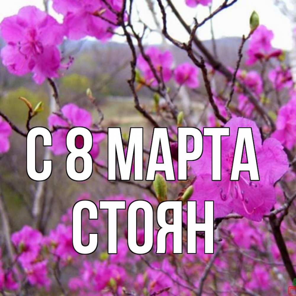 Открытка на каждый день с именем, Стоян С 8 марта международный женский день Прикольная открытка с пожеланием онлайн скачать бесплатно 