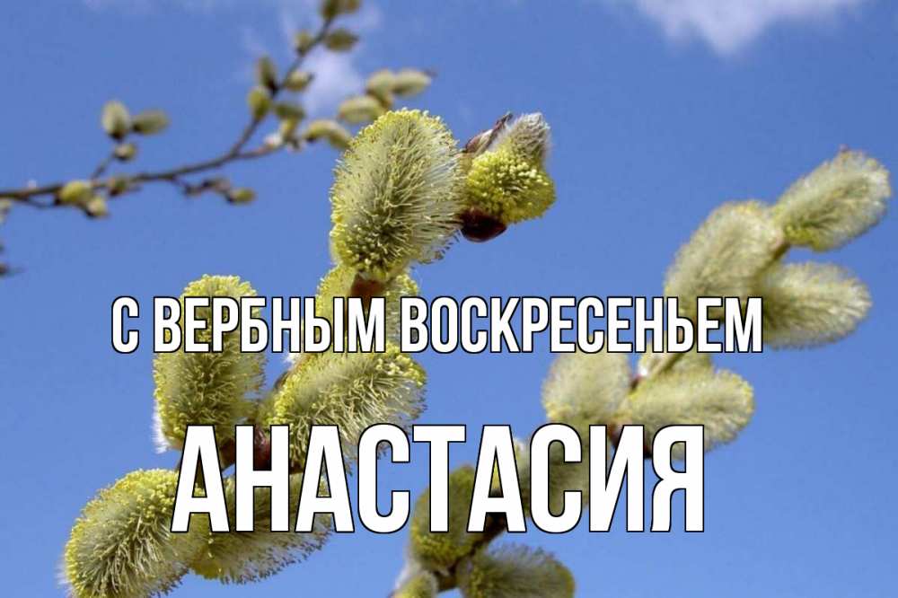 Открытка на каждый день с именем, Анастасия С вербным воскресеньем верба Прикольная открытка с пожеланием онлайн скачать бесплатно 