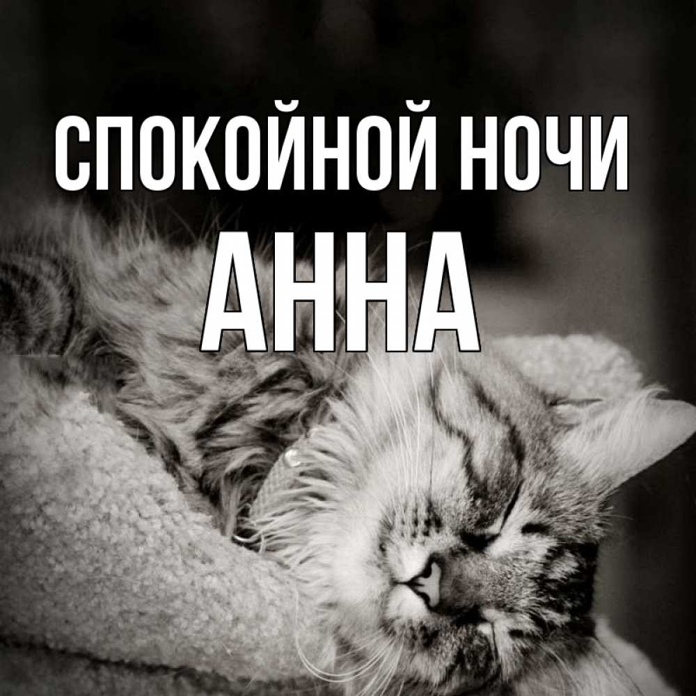 Открытка на каждый день с именем, Анна Спокойной ночи котярик пушистый Прикольная открытка с пожеланием онлайн скачать бесплатно 