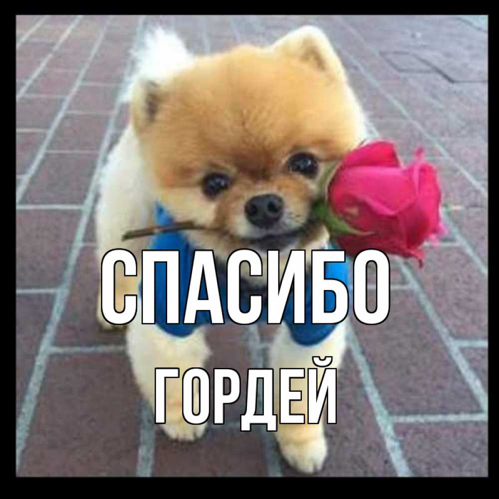 Открытка на каждый день с именем, Гордей Спасибо спасибо и дарю тебе цветок Прикольная открытка с пожеланием онлайн скачать бесплатно 