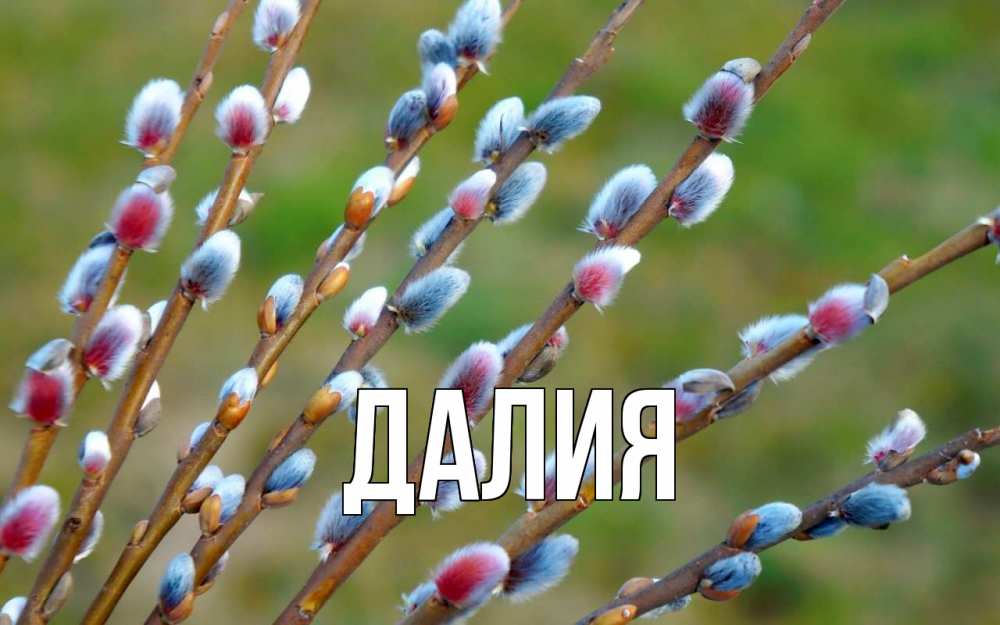 Открытка на каждый день с именем, Далия Главная верба Прикольная открытка с пожеланием онлайн скачать бесплатно 