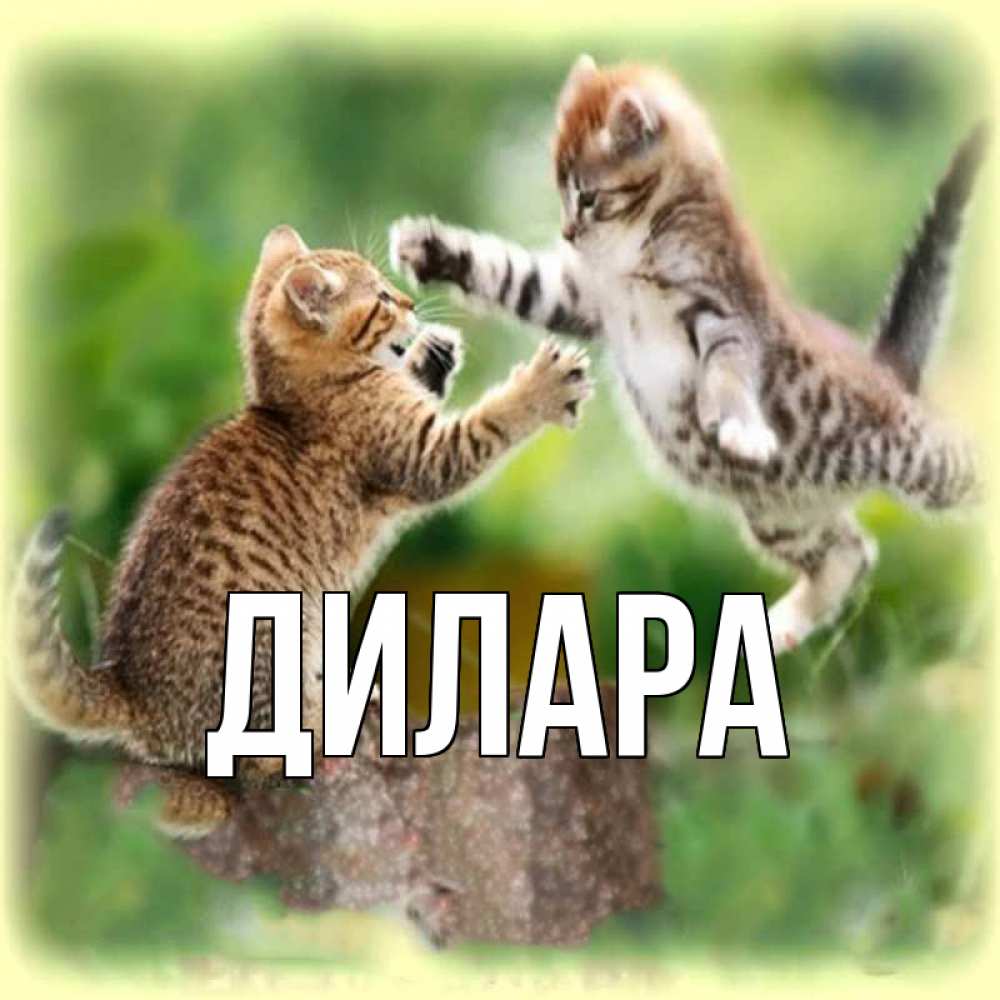 Открытка на каждый день с именем, Дилара Главная игры котят Прикольная открытка с пожеланием онлайн скачать бесплатно 
