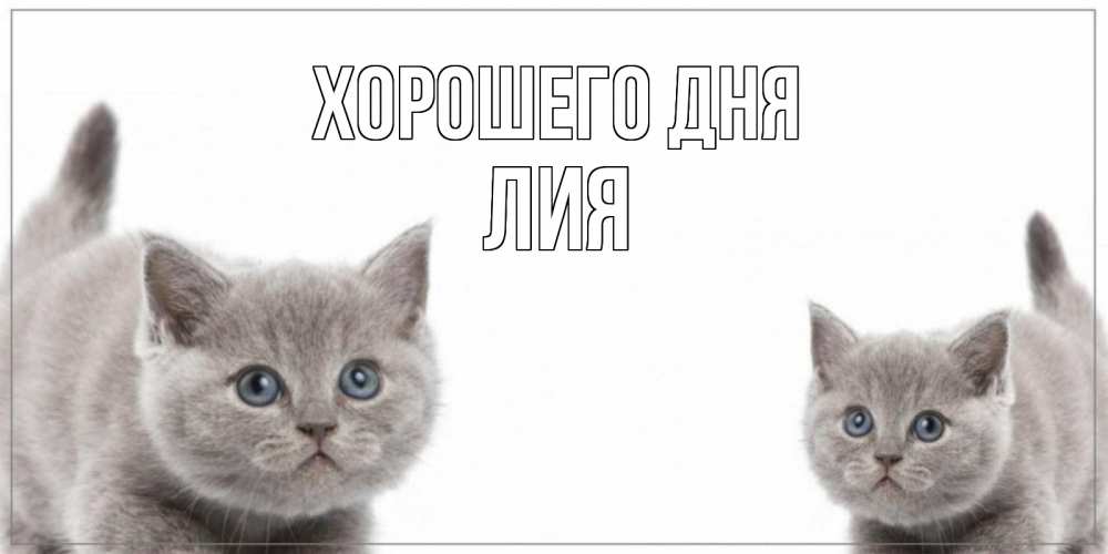 Открытка на каждый день с именем, Лия Хорошего дня открытка с котами Прикольная открытка с пожеланием онлайн скачать бесплатно 