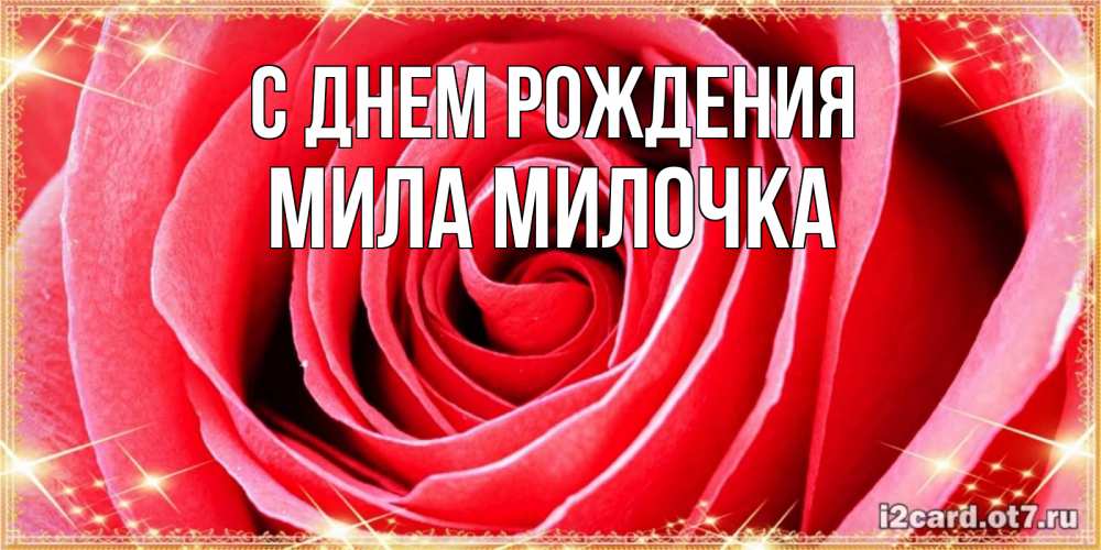 Открытка на каждый день с именем, Мила-Милочка С днем рождения розовая роза очень крупный бутон Прикольная открытка с пожеланием онлайн скачать бесплатно 