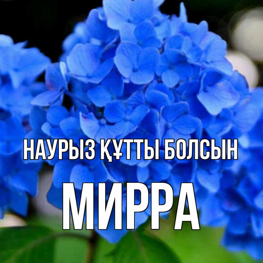 Открытка на каждый день с именем, Мирра Наурыз құтты болсын синие цветы Прикольная открытка с пожеланием онлайн скачать бесплатно 