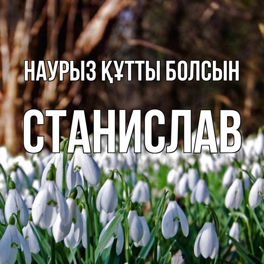 Открытка на каждый день с именем, Станислав Наурыз құтты болсын с подснежниками 1 Прикольная открытка с пожеланием онлайн скачать бесплатно 