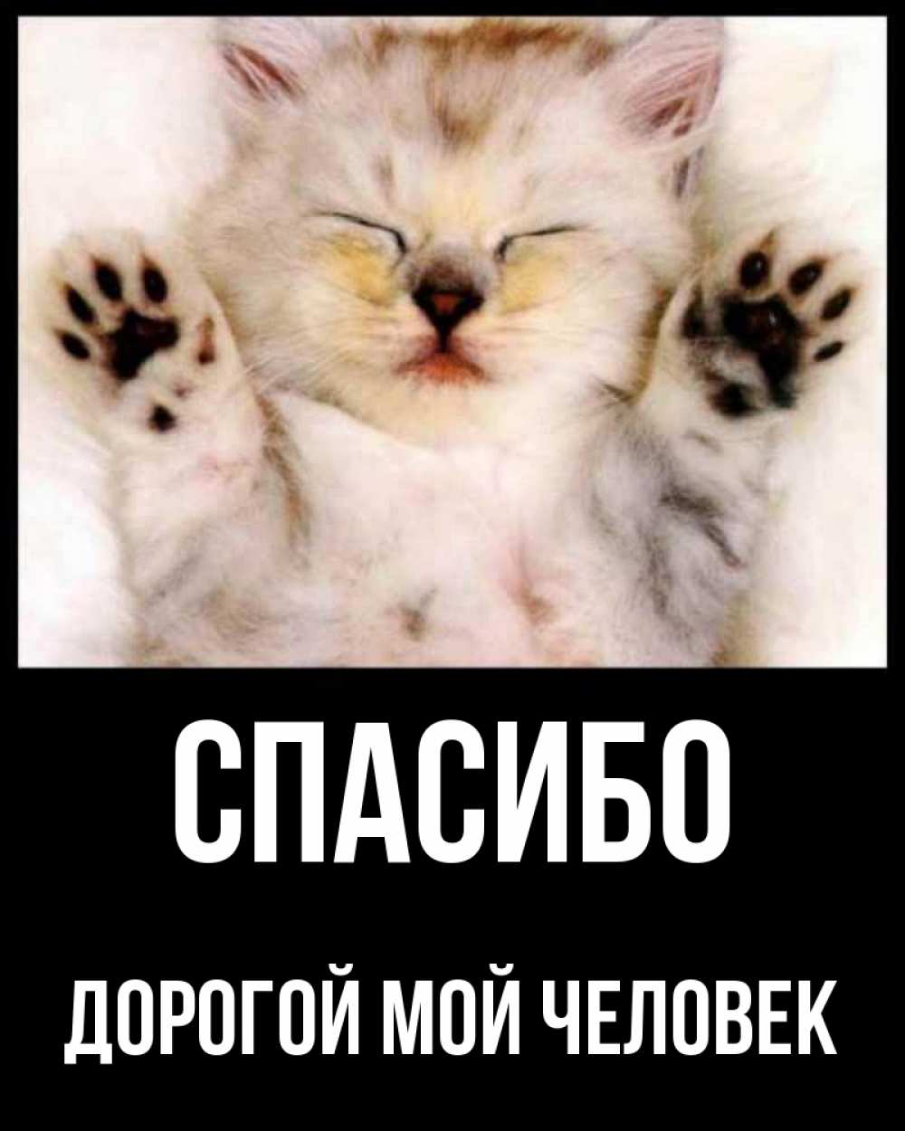 Спасибо котик картинка